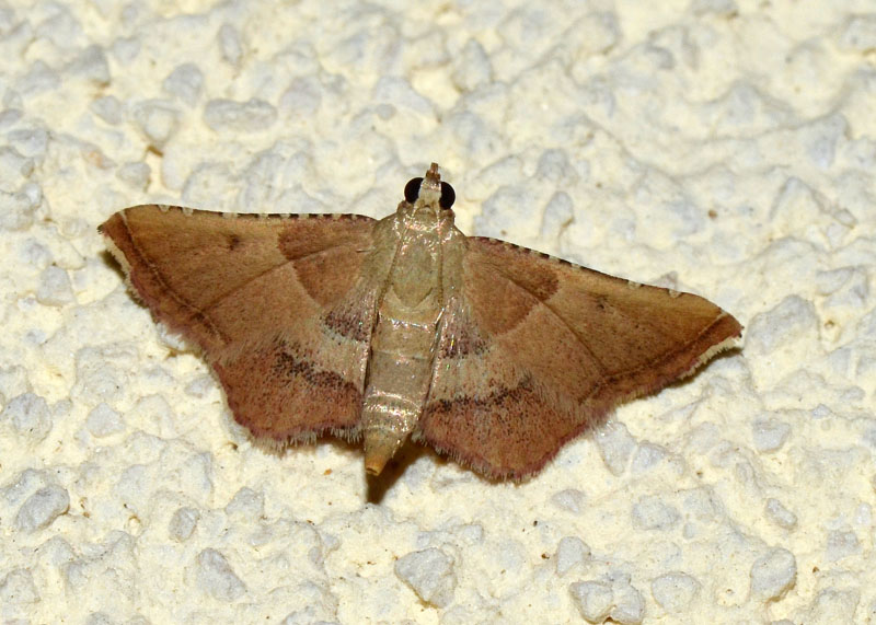 4 Pyralidae da confermare